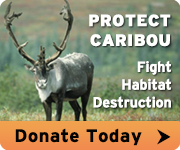 Help protect caribou today!